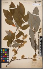 Foto von Salix caprea L.